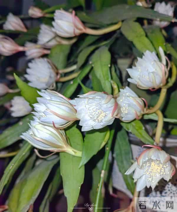 女子养5年的“昙花结果了”，犹如红宝石：晶莹剔透好美！