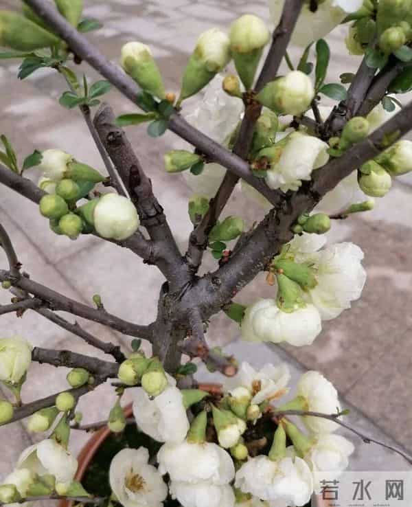 这5种花想要年前开？12月必须“喂大肥”，错过再等一整年