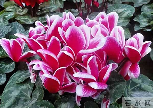 仙客来总养死？5个养护技巧，花苞一茬接一茬