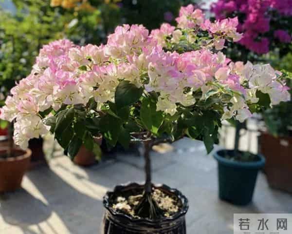 别再换大盆了！这5种花越“挤”开得越旺，花苞挂满枝