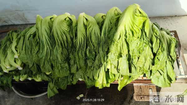 散文- 看婆婆腌咸菜