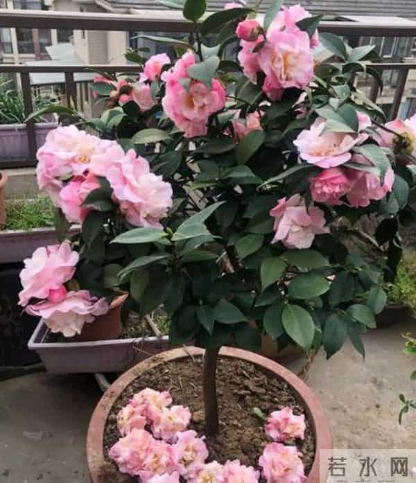 茶花明明带苞却脱落?揪出花苞干枯的 “幕后元凶”