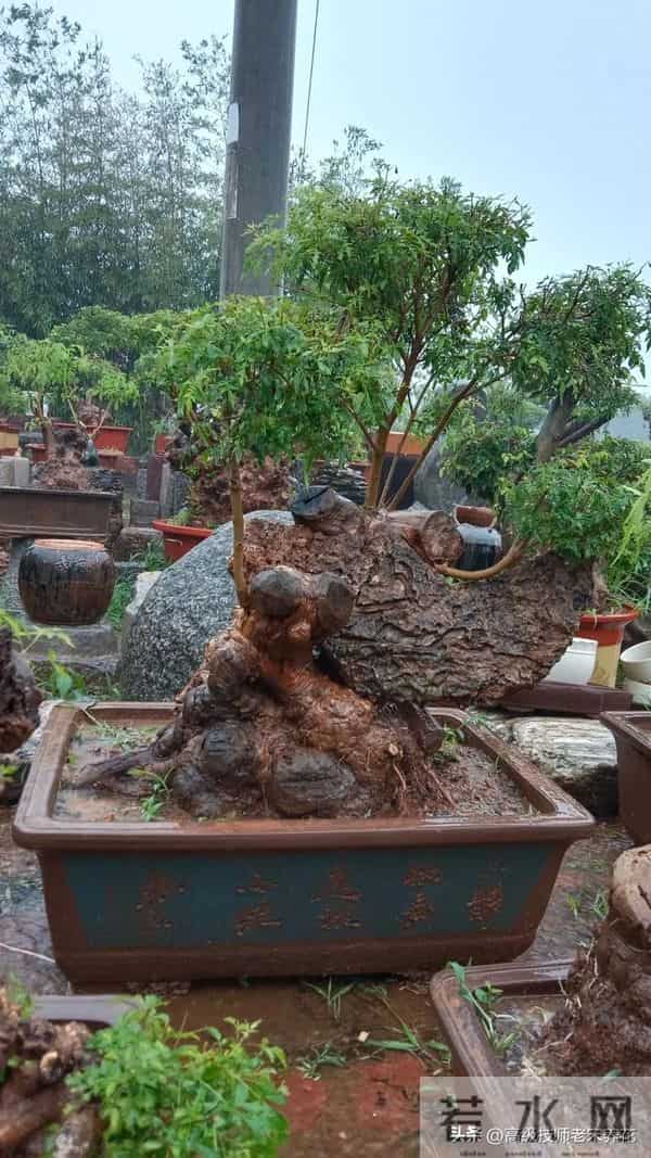 黄荆冬季室外越冬指南：耐寒力与科学防护的平衡