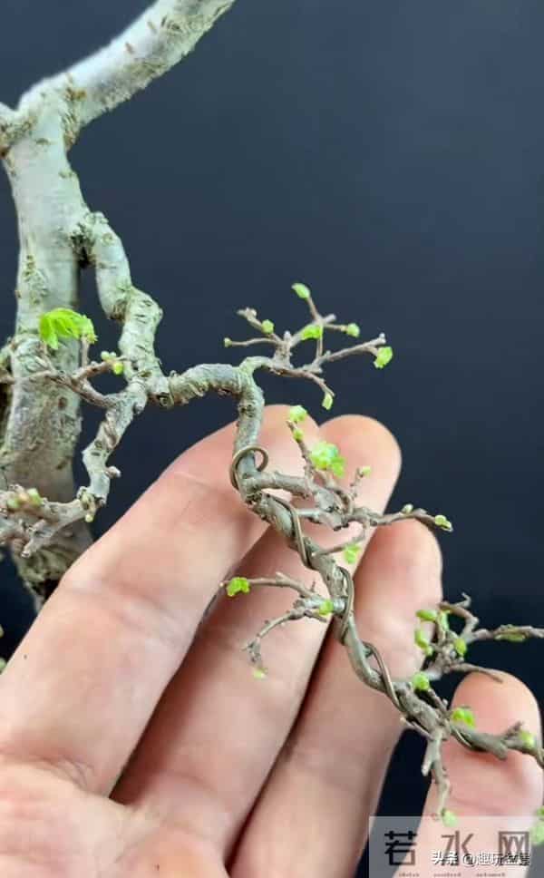 一枝一世界:带你读懂盆景里的“单枝成景”。