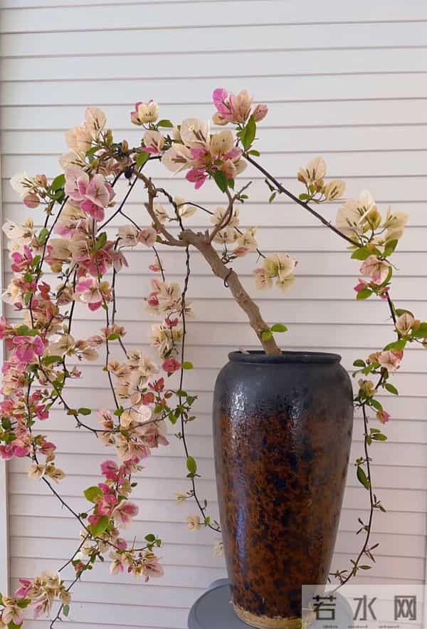 大叔用一把剪刀，把三角梅养成“艺术品”：造型美爆了，真牛！