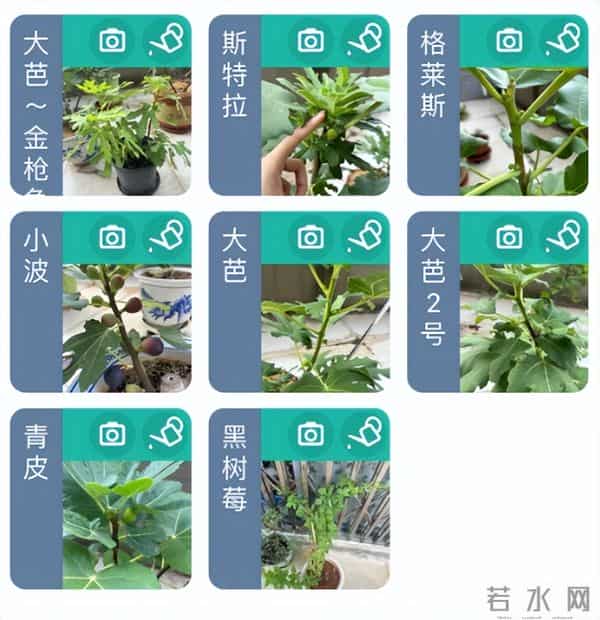 无敌了!女孩“矿泉水瓶种无花果”,结了几十个果子,软糯可口~