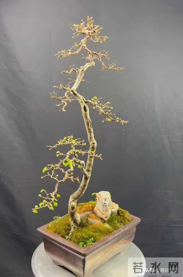 一枝一世界:带你读懂盆景里的“单枝成景”。