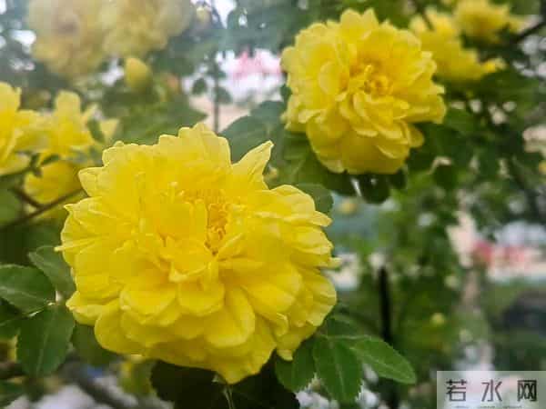 零下15℃也能开！4种“摆烂式”养花选手，新手闭眼入不踩坑