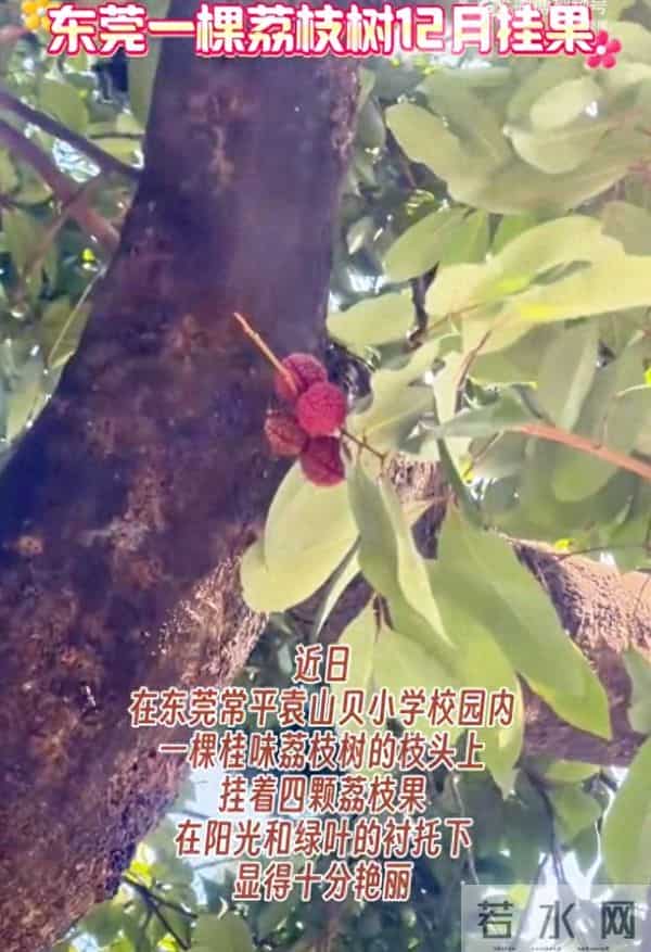 学校回应荔枝树12月挂果：今年学校摘完荔枝后都没怎么管理，如今见到结果“还是头一回见”