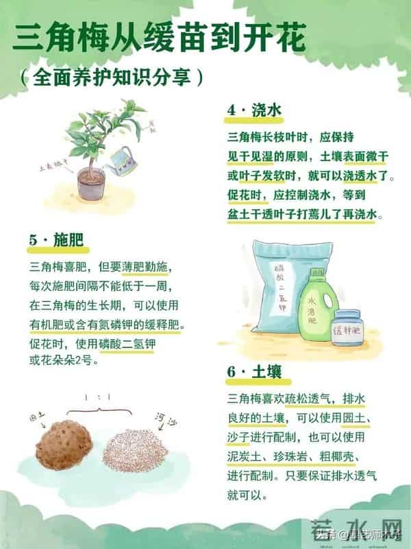 三角梅想全年开花？掌握 3 关键 + 日常 5 技巧，全年爆盆不歇气