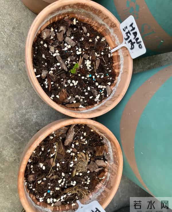 江苏一姐姐，盆栽“洋牡丹太美了”仙气十足：好靓！如何养爆？