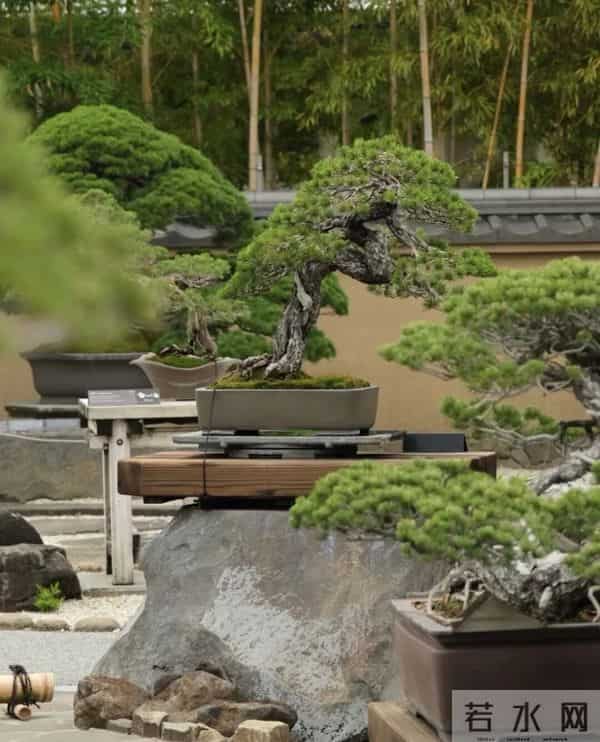 逛盆景展，赏东方美学！中国盆景有多牛？看懂盆景，审美瞬间升级