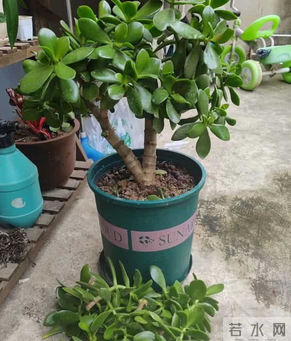 这5种花千万别长太高！拦腰剪一刀，分枝爆盆，越养越值钱