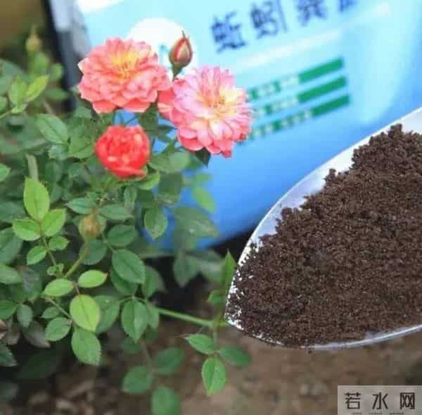 盆土板结硬邦邦？7种“自制松土肥”放一点松软如面包，根系疯长