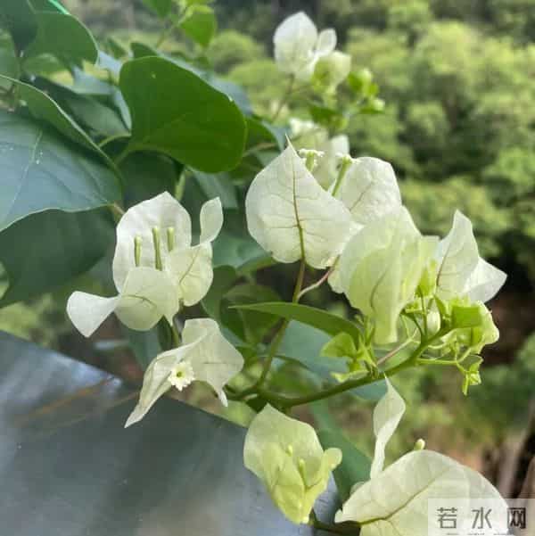 冬季暖气房养三角梅，光够温够还掉花不上色？只要做好“3点”