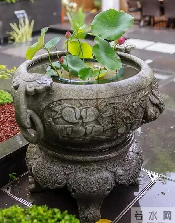 院子再小，也要种这几种花，好看好养又旺宅！