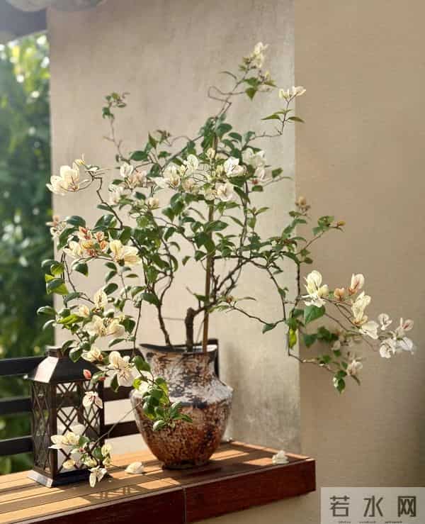 大叔用一把剪刀，把三角梅养成“艺术品”：造型美爆了，真牛！