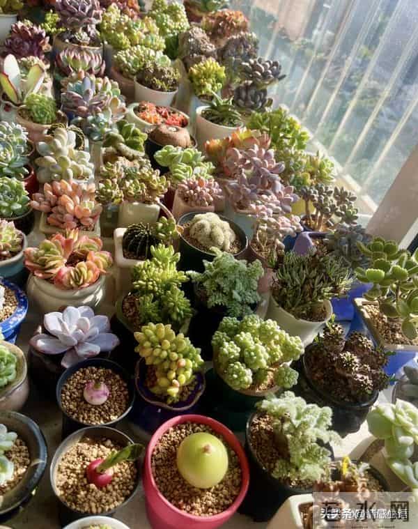 天冷了，10种花要“干养”，水多易冻伤，水少根更壮