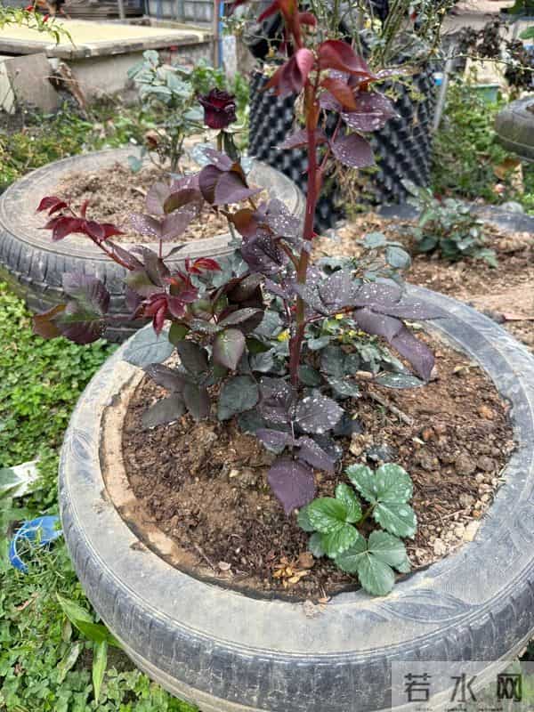 广东女子把死鱼埋进土里,万万没想到,那盆花长疯了!