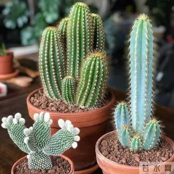 紧急提醒！这10种花冬天赶紧断水，多浇一瓢水就烂根，能要了命！