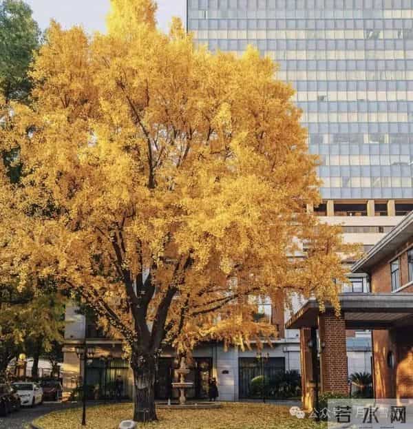 路边不要“钱”的种子捡1颗放盆里长成“镇宅之树”，能卖很多钱