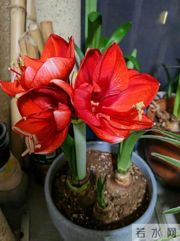 12月入手8款年宵花！摆家里年味拉满，新年日子红红火火