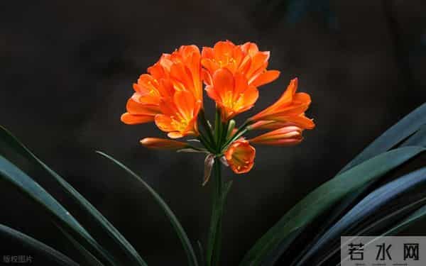 君子兰开花后的养法