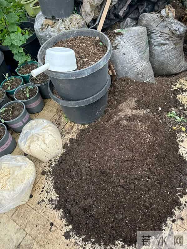 广东女子把死鱼埋进土里，万万没想到，那盆花长疯了！