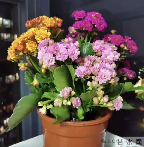 公认 “最旺家” 的 4 种盆栽,新手也可以养爆,开花就带好寓意