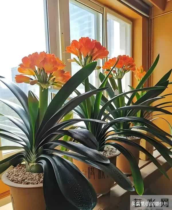 天冷了，10种花要“干养”，水多易冻伤，水少根更壮