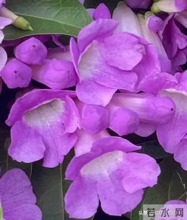 分享图片～鲜艳夺目，五光十色的蒜香藤《上汽》