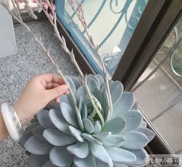 多肉地栽，长得比“脸盆”大，花盆限制了生长，地栽才是王道