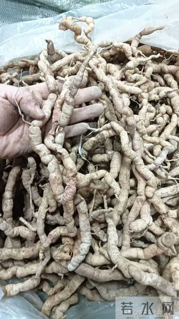 巴戟天客家话又叫鸡肠风，听阿爸来介绍一下！