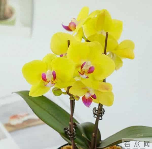 低于5℃赶紧断水！这18种花一冬天不浇水也活，浇错直接烂根冻死