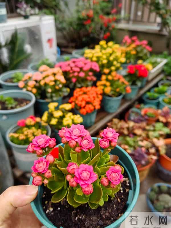 院子再小，也要种这几种花，好看好养又旺宅！