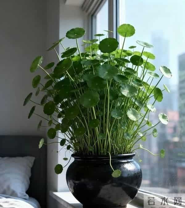铜钱草新手攻略：3步从“养死”到“爆盆”，叶子圆得像硬币