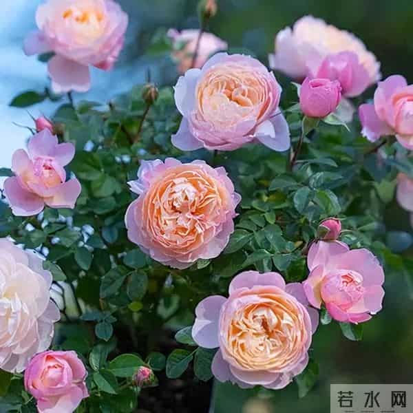 月季养护技巧：吃透“慢养”逻辑，弱苗也能养成开花机器（一）