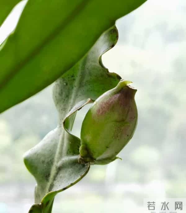 女子养5年的“昙花结果了”，犹如红宝石：晶莹剔透好美！