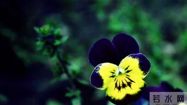 12月13日今日生肖，生肖虎，即将喜从天降！