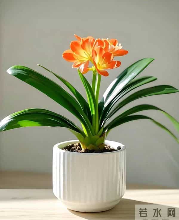 北方君子兰十二月养护精要：低温下的蓄能、抽箭与华丽绽放