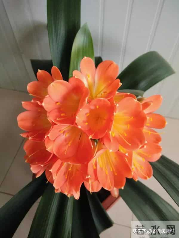 这十种年宵花，花色美，寓意好，富贵吉祥 ，好运连连