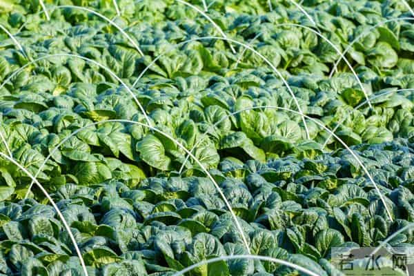 一边种菜一边堆肥,简单又省心,蔬菜长势翻倍