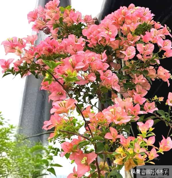 三角梅想全年开花？掌握 3 关键 + 日常 5 技巧，全年爆盆不歇气