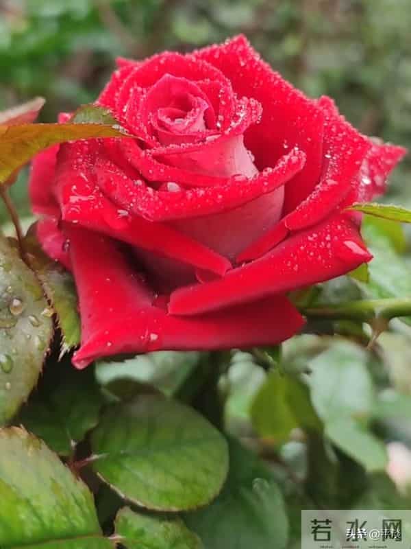 不同季节下的莫妮卡贝鲁奇月季花