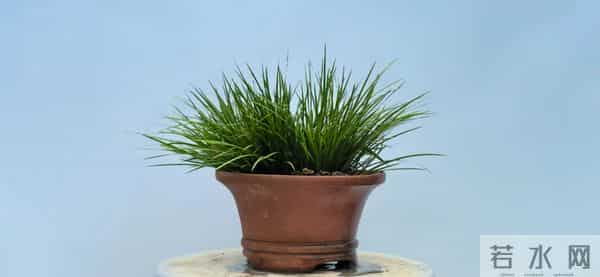 1432：种植者的朝气与兰花生息相关