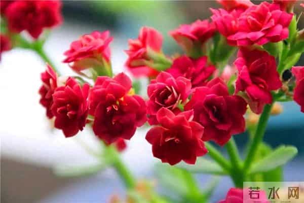 长寿花迟迟无花苞？做好这四步调整，轻松爆盆