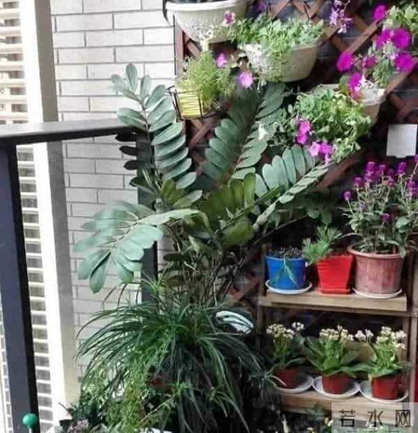 盆土板结硬邦邦？7种“自制松土肥”放一点松软如面包，根系疯长