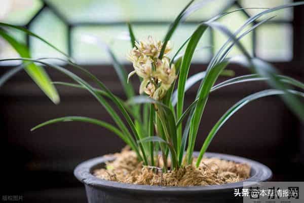 兰花分盆时怎样修剪兰根？老兰农五步实操法，分盆病害少、长势猛