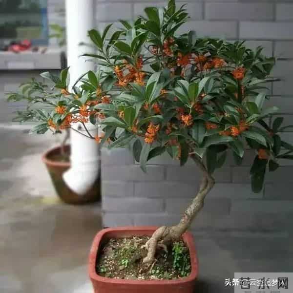 房子面前为什么不能种桂花树?房子前面有桂花树的,要了解一下!