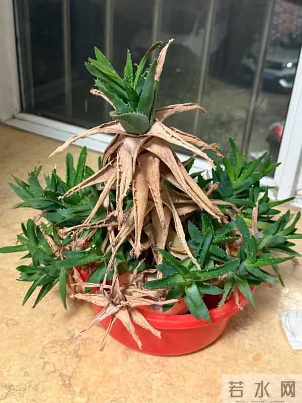 浙江一男子2年没回家，家里芦荟爆炸了，网友：好顽强的生命力！